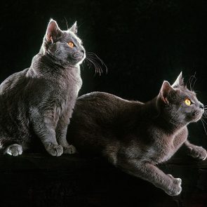 Chartreux cats, Felis catus