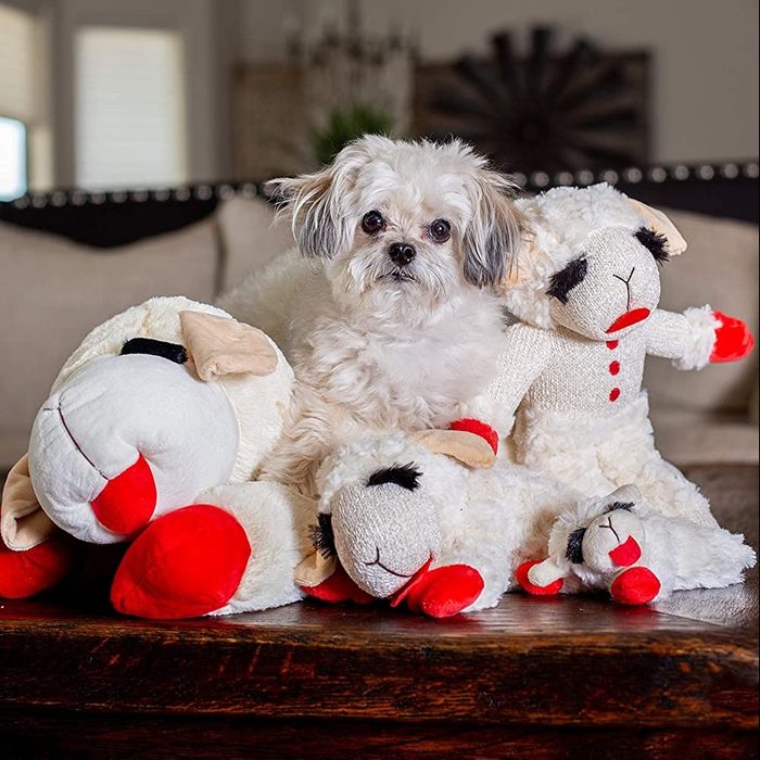 Plush Lambchop=dog Toy Ecomm Via Amazon