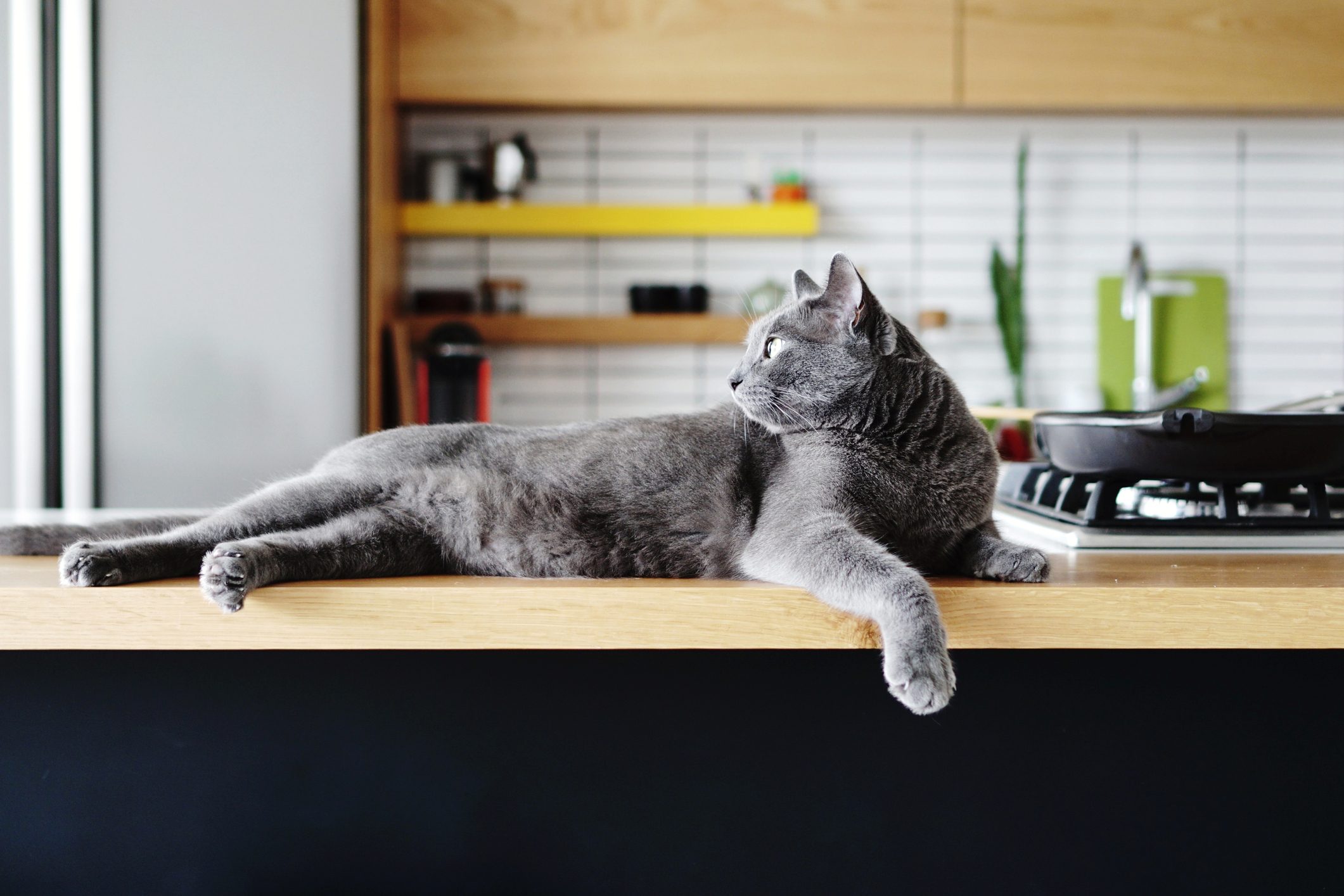 Here’s How to Keep Cats Off Counters