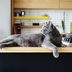 Here's How to Keep Cats Off Counters