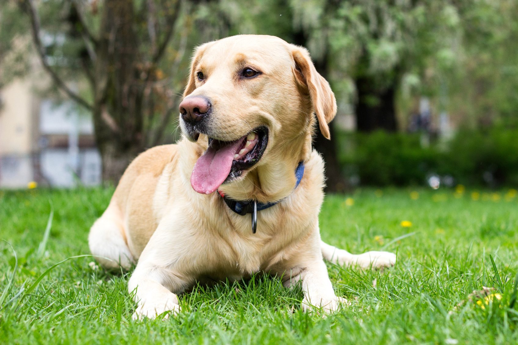 Smiling labrador dog in the city park