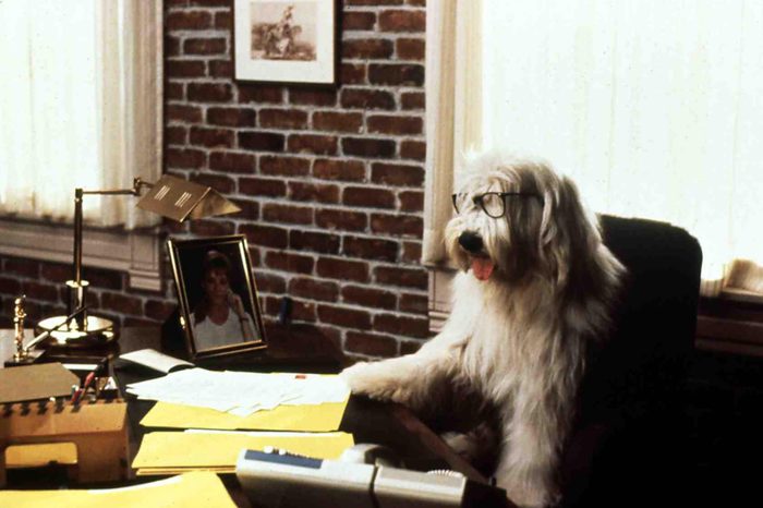 movie still from The Shaggy D.A.