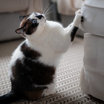 black and white cat scratches his nails on a sofa