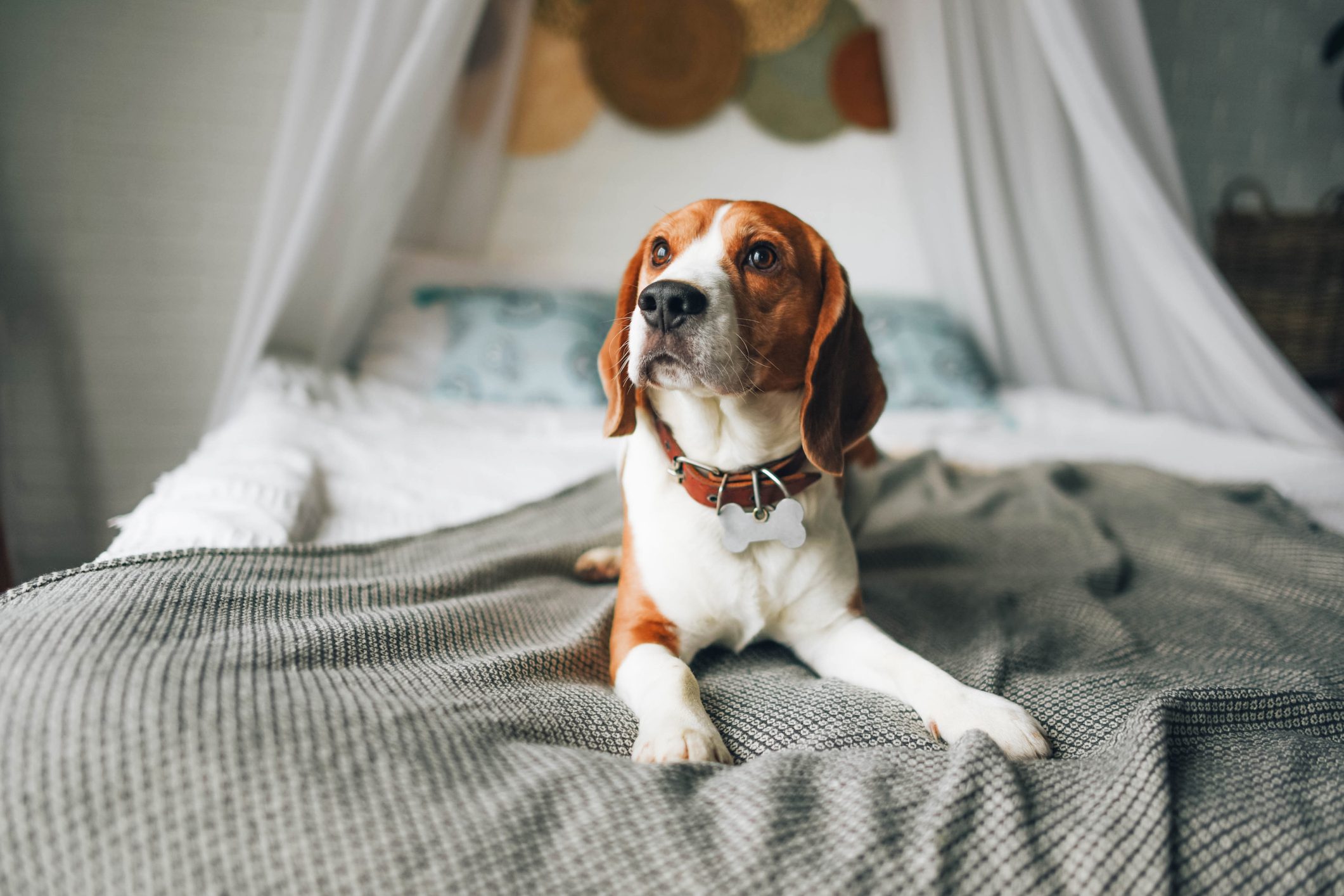 Beautiful young dog beagle breed in the room