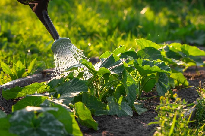 Abundant watering of zucchini growing in rows from a spray can. Caring for vegetables in the garden or on the farm