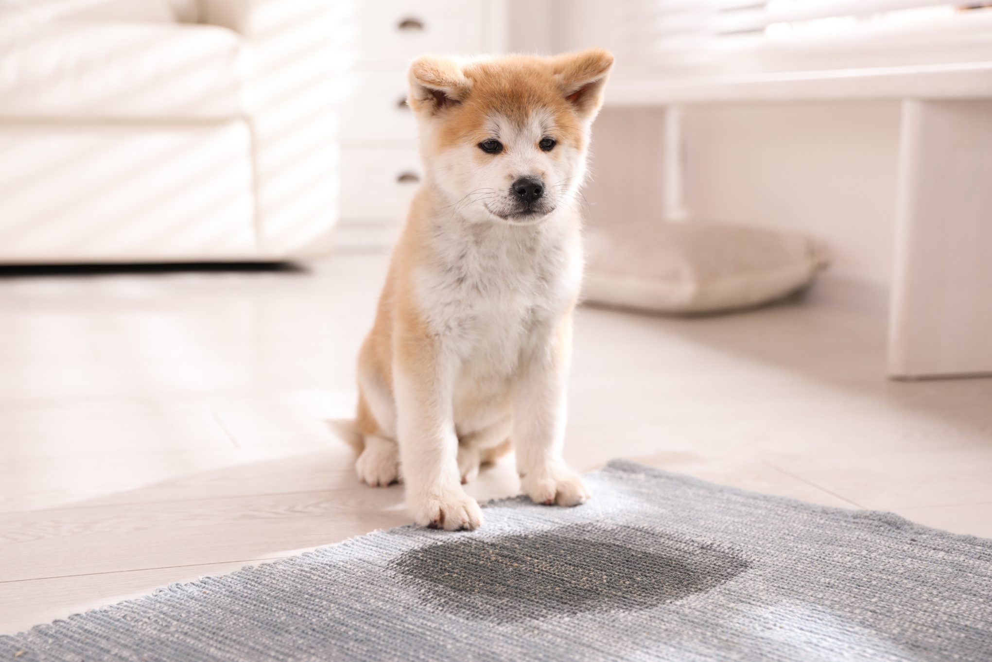 How to Get Dog Pee Out of Carpet and Other Accident-Prone Spots