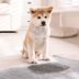 How to Get Dog Pee Out of Carpet and Other Accident-Prone Spots