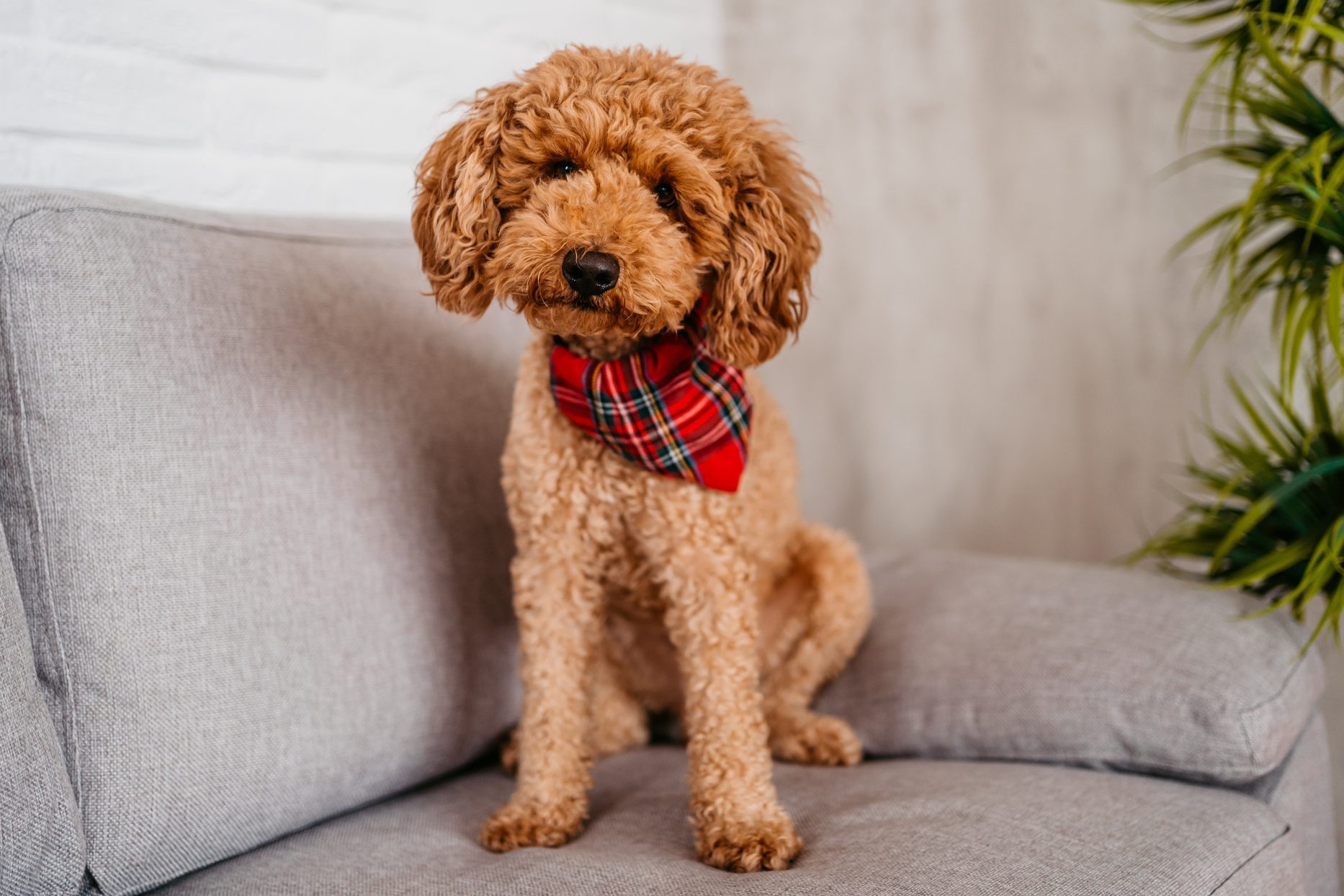 Cute Poodle Sitting On The Sofa