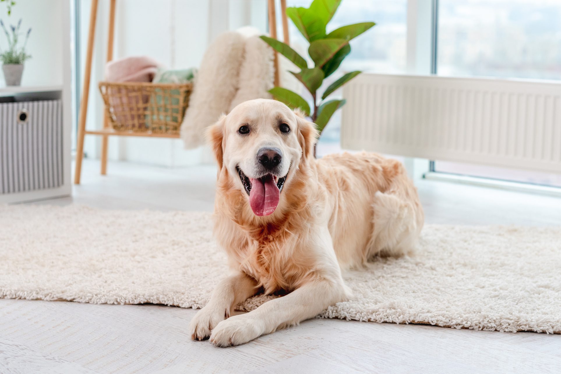 Golden retriever lying on light floor