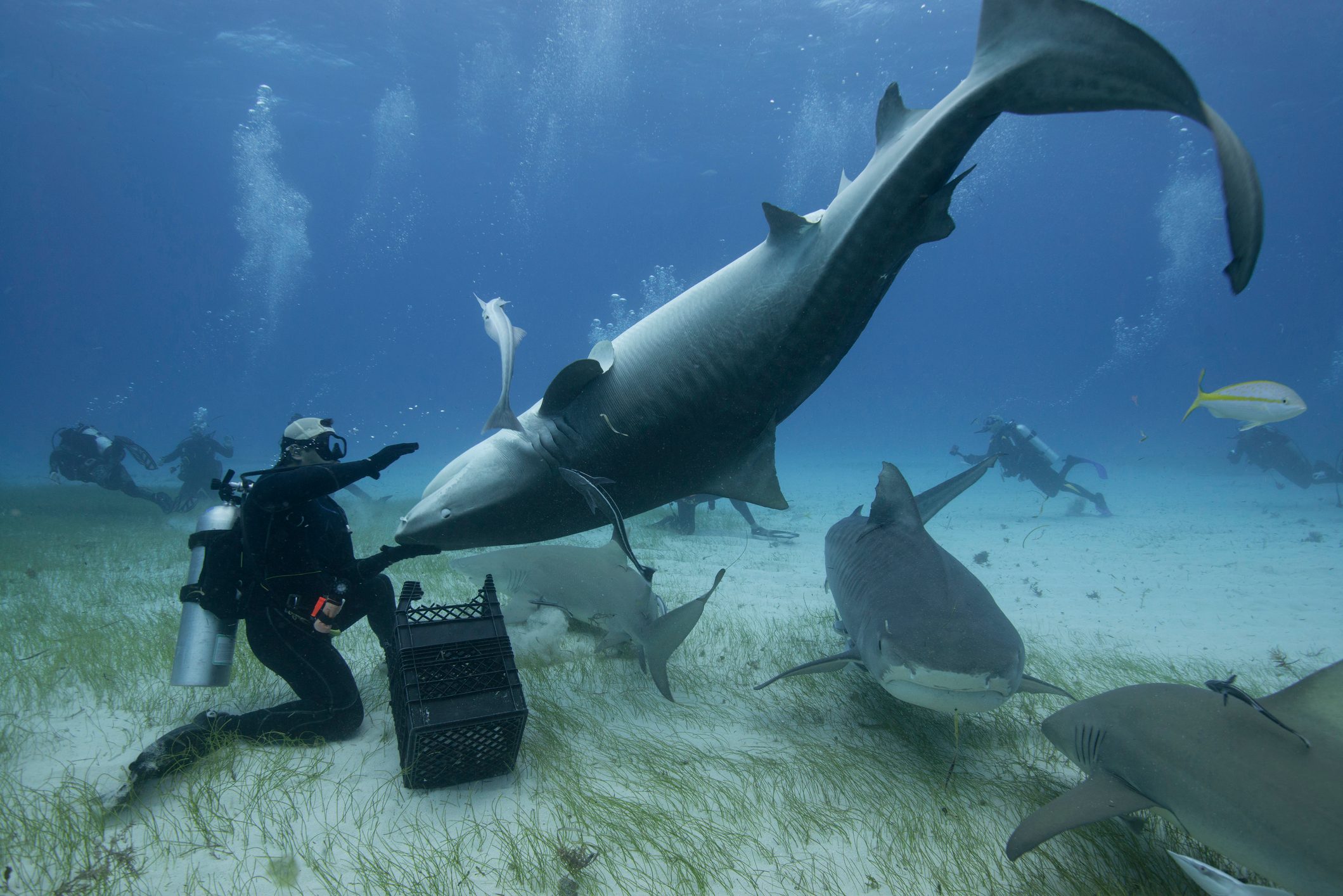 Underwater view of diver holding upside down tiger shark, Northern Bahamas Banks, Bahamas