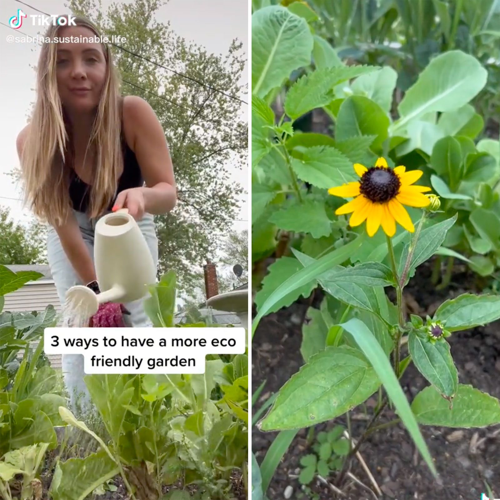 Rd Activists Sabrina.sustainable.life Tiktok