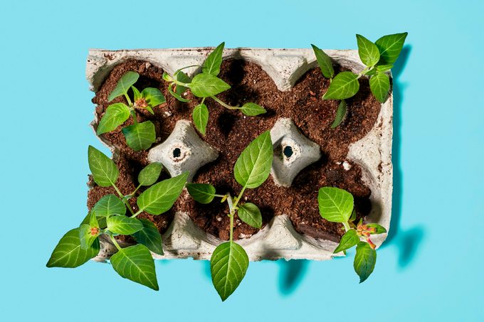Sprouts growing in an egg carton