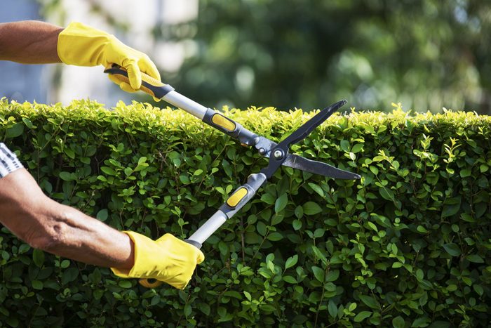 Gardener Trimming Hedge In Garden