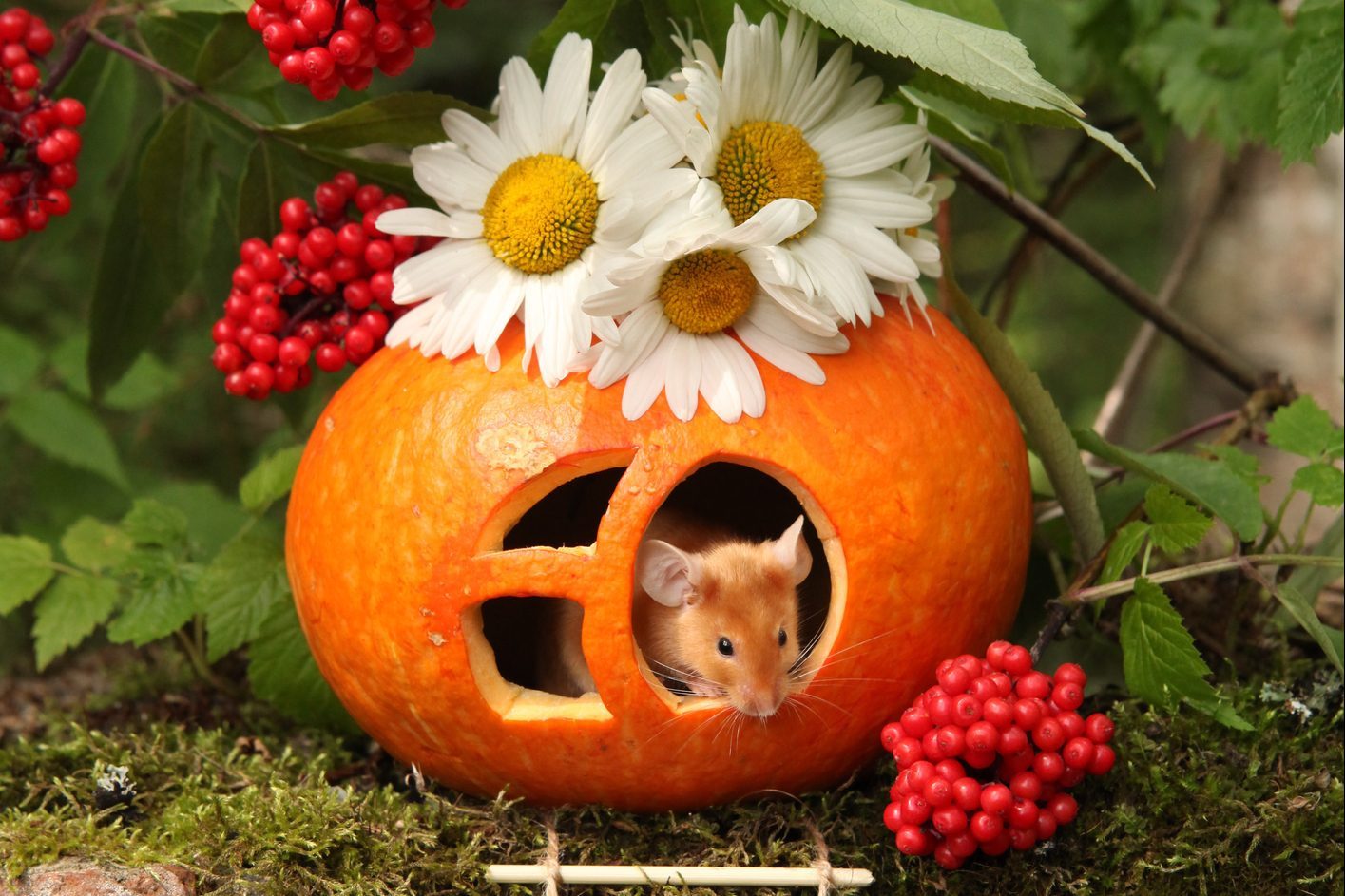 Mouse and natural orange pumpkin house for Halloween decor in blossoming garden with camomiles. Fall holiday decoration. Food art, creative ornament. Autumn fairy tale postcard. Halloween and fun animal, cute pet