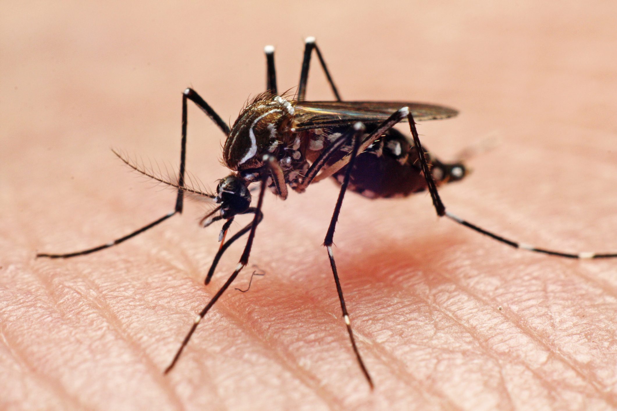 mosquito 