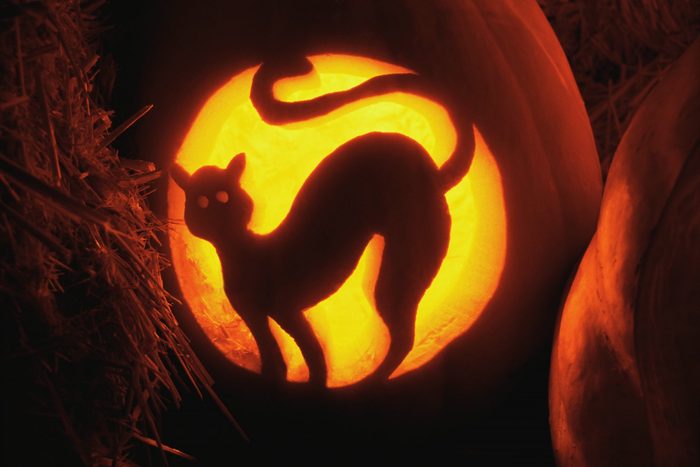 Cat Carved in Jack-O'-Lantern