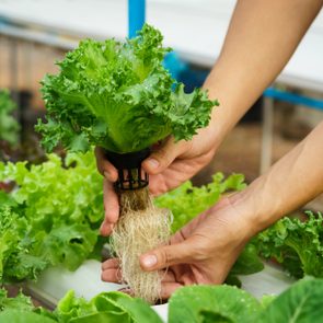 hand holding a Vegetable plant in a net cup for hydroponics