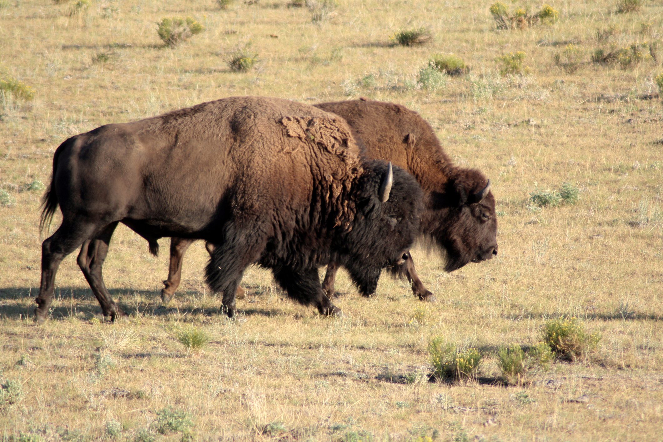 Bisons walking through a field in custer state park, south dakota