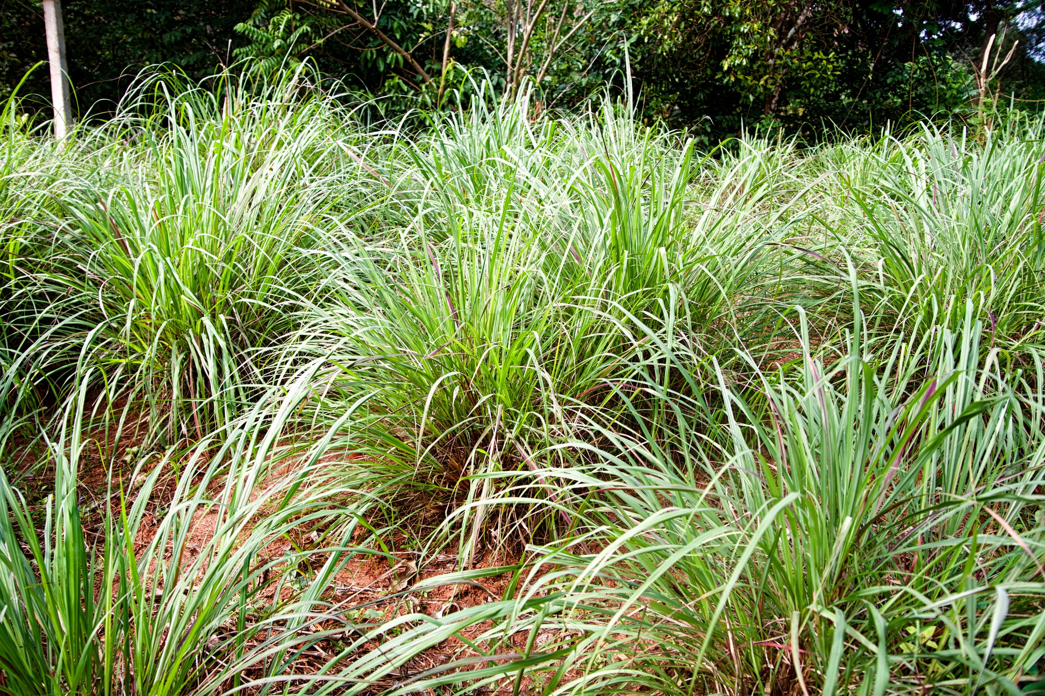 Lemongrass to repel mosqutioes