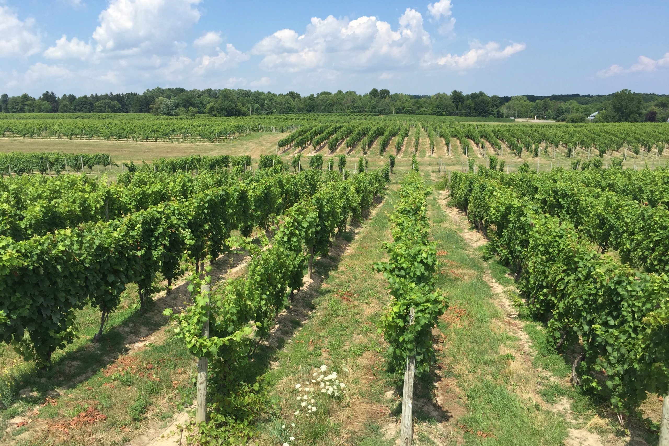 Lahoma Row End View Red Newt Cellars