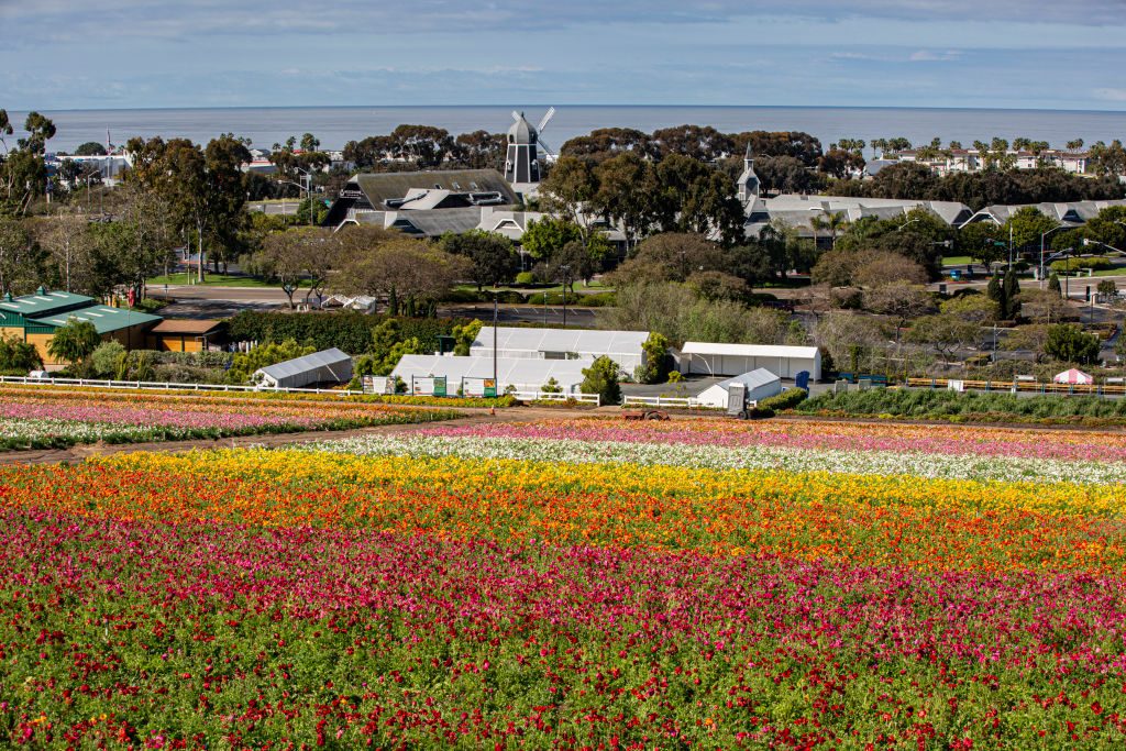 The Flower Fields at Carlsbad Ranch