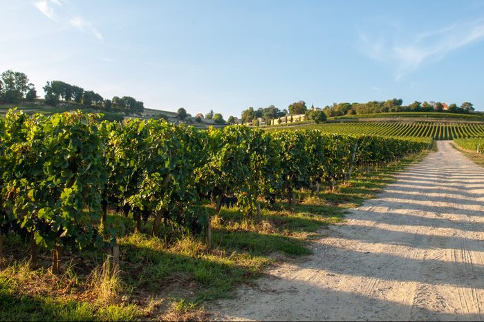 Ripe red Merlot grapes on rows of vines in a vienyard before the wine harvest in Saint Emilion region. France