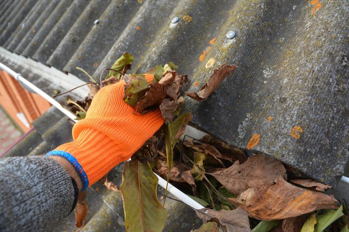 A man in gloves is cleaning a blocked rain gutter attached to the asbestos roof by removing fallen leaves, debris, dirt and moss to avoid roof gutter problems and water damage.