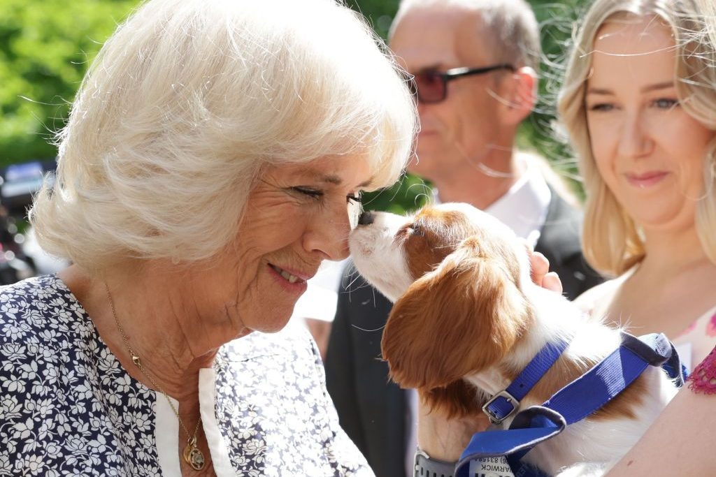 The Duchess Of Cornwall Celebrates The 160th Anniversary Of Battersea Dogs And Cats Home