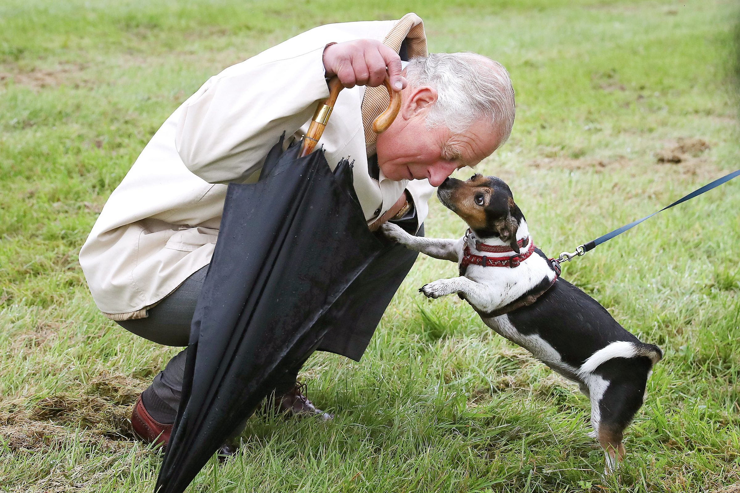 So Long, Corgis! Meet the New Dogs Moving into Buckingham Palace