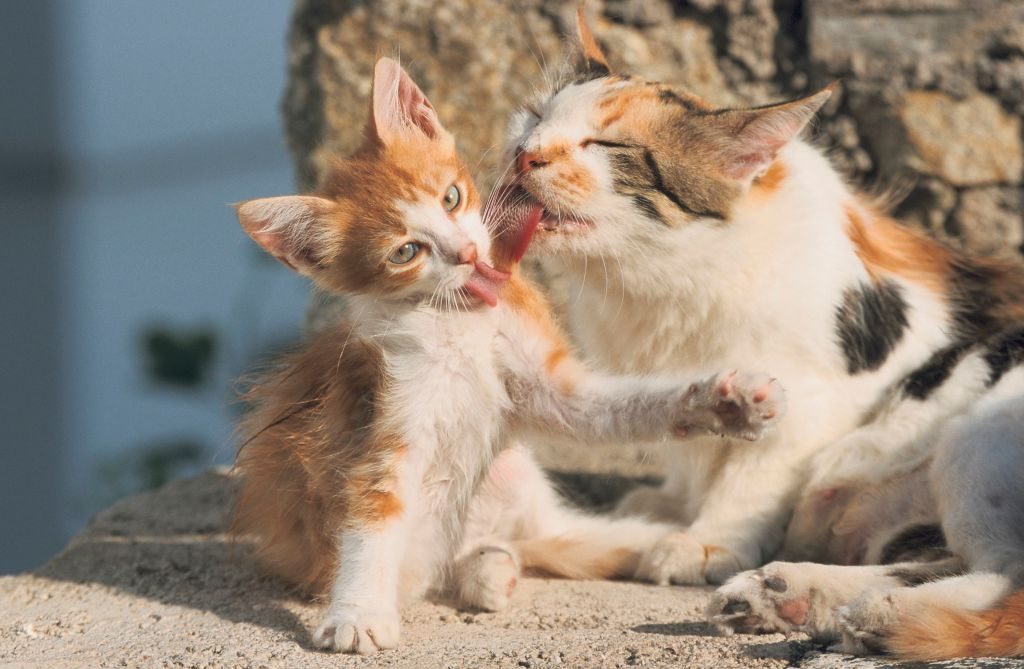 Why Do Cats Lick Each Other? The Common Grooming Behavior, Explained