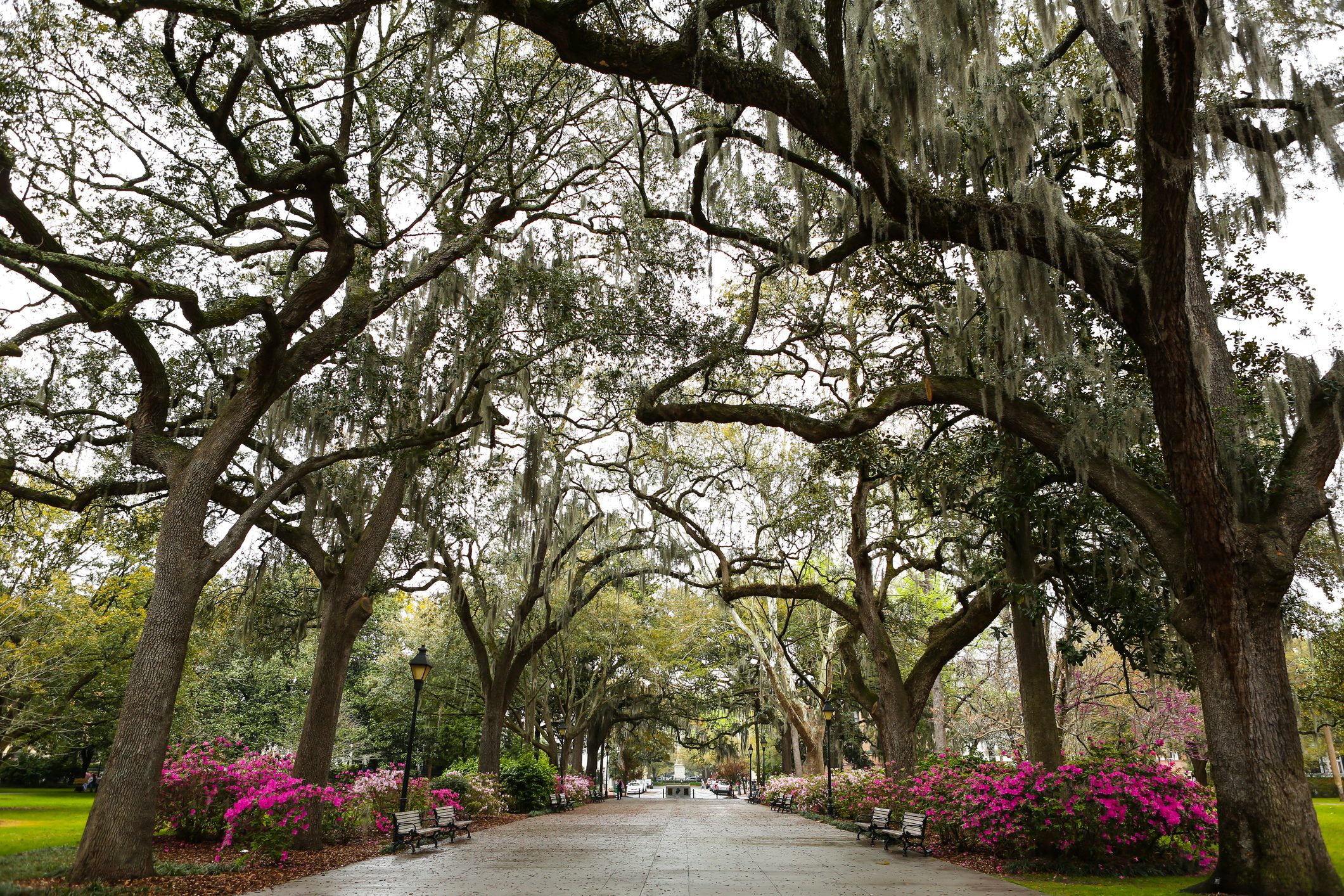 trees with Spanish moss lining a cobblestone street in Savannah Georgia
