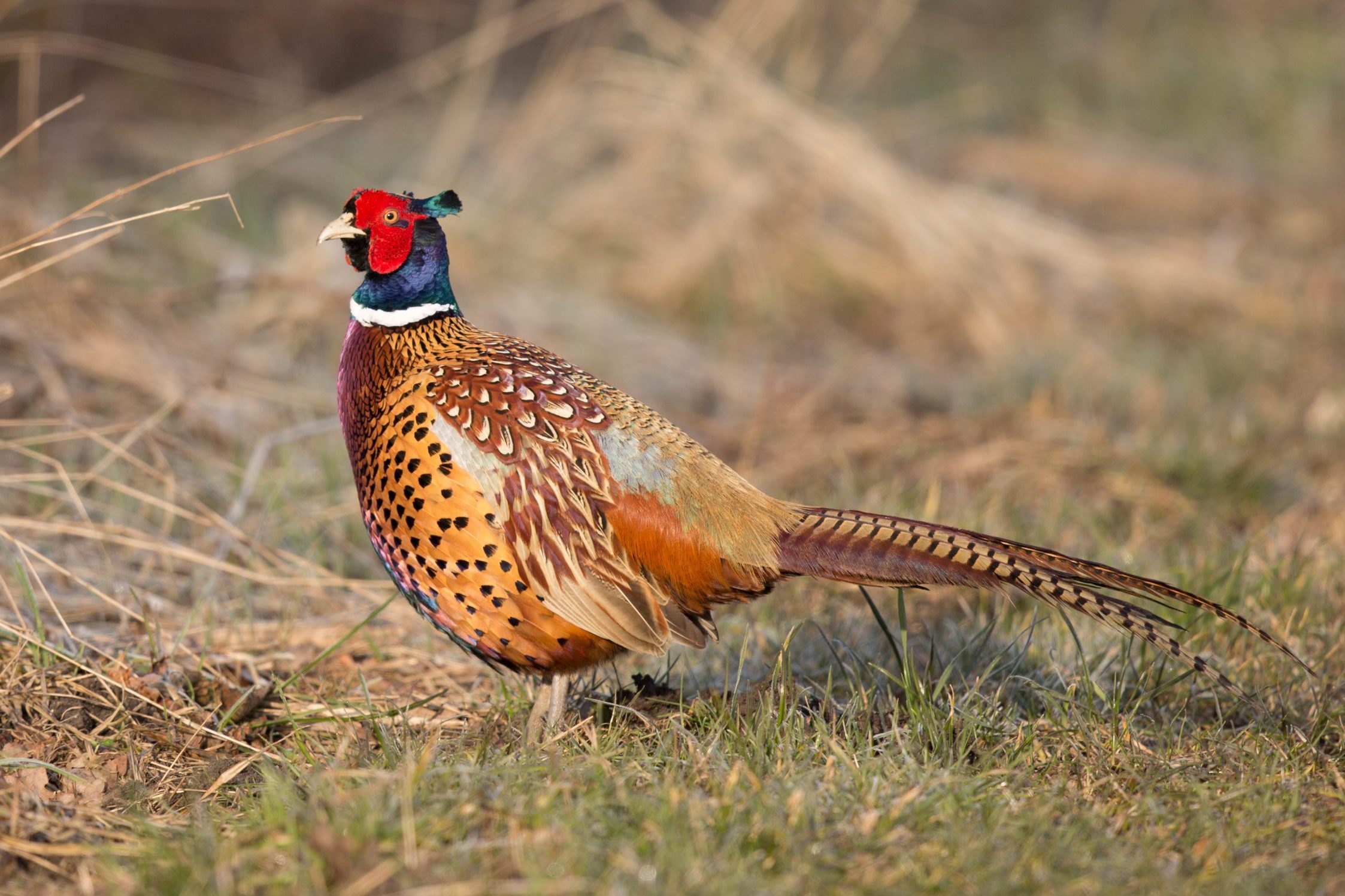 Portrait of common pheasant (Phasianus colchicus) on grass, Oxford, Oxfordshire, England, UK