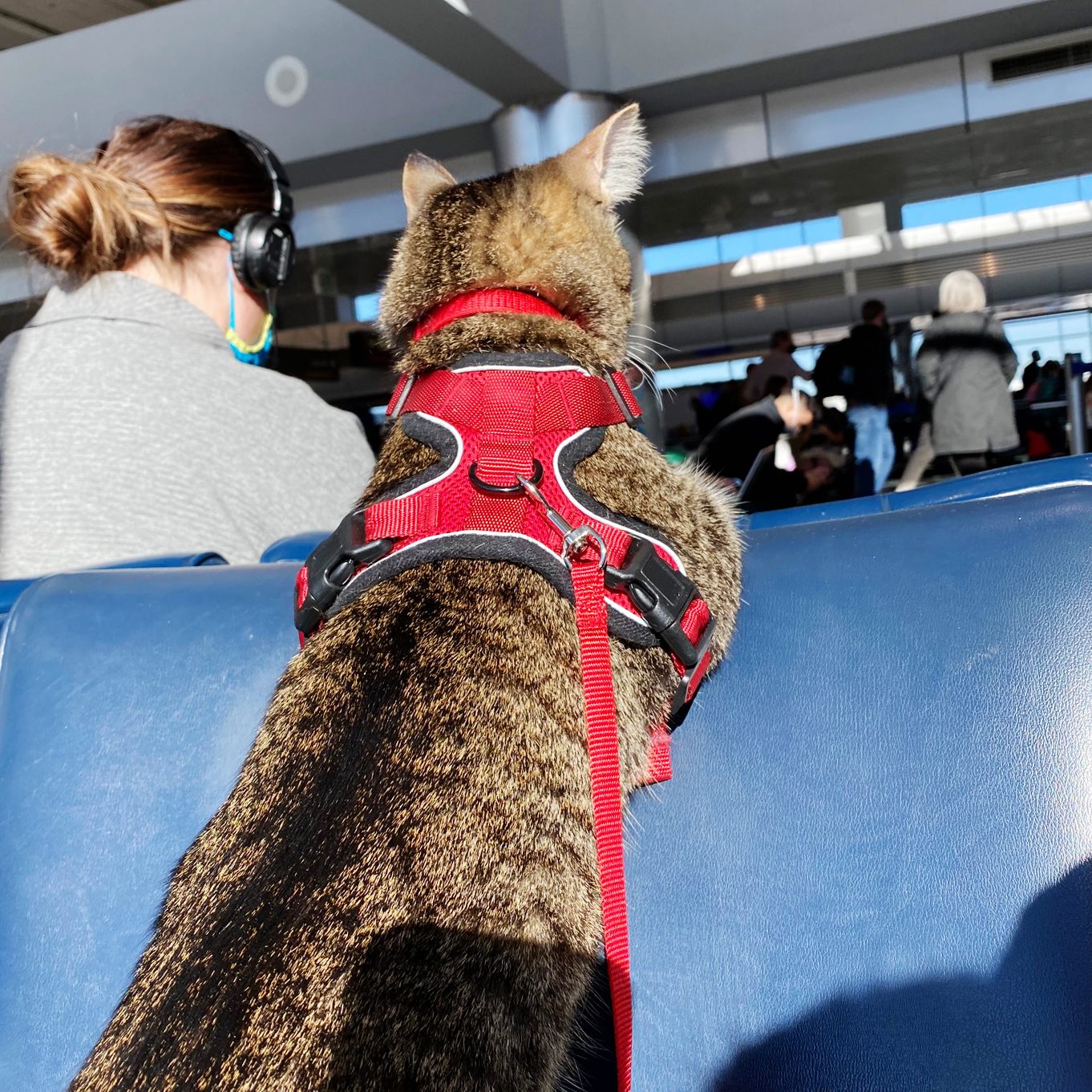 cat at the airport