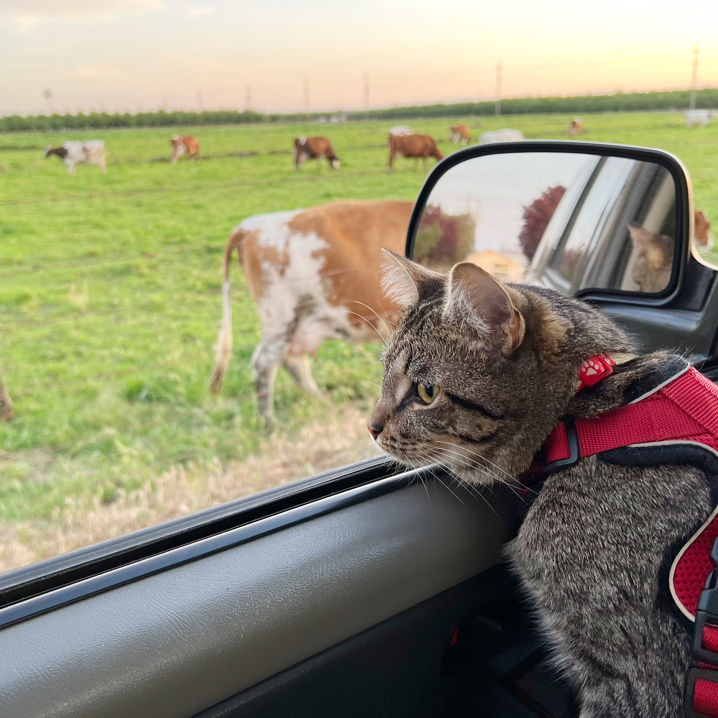 cat riding in a car