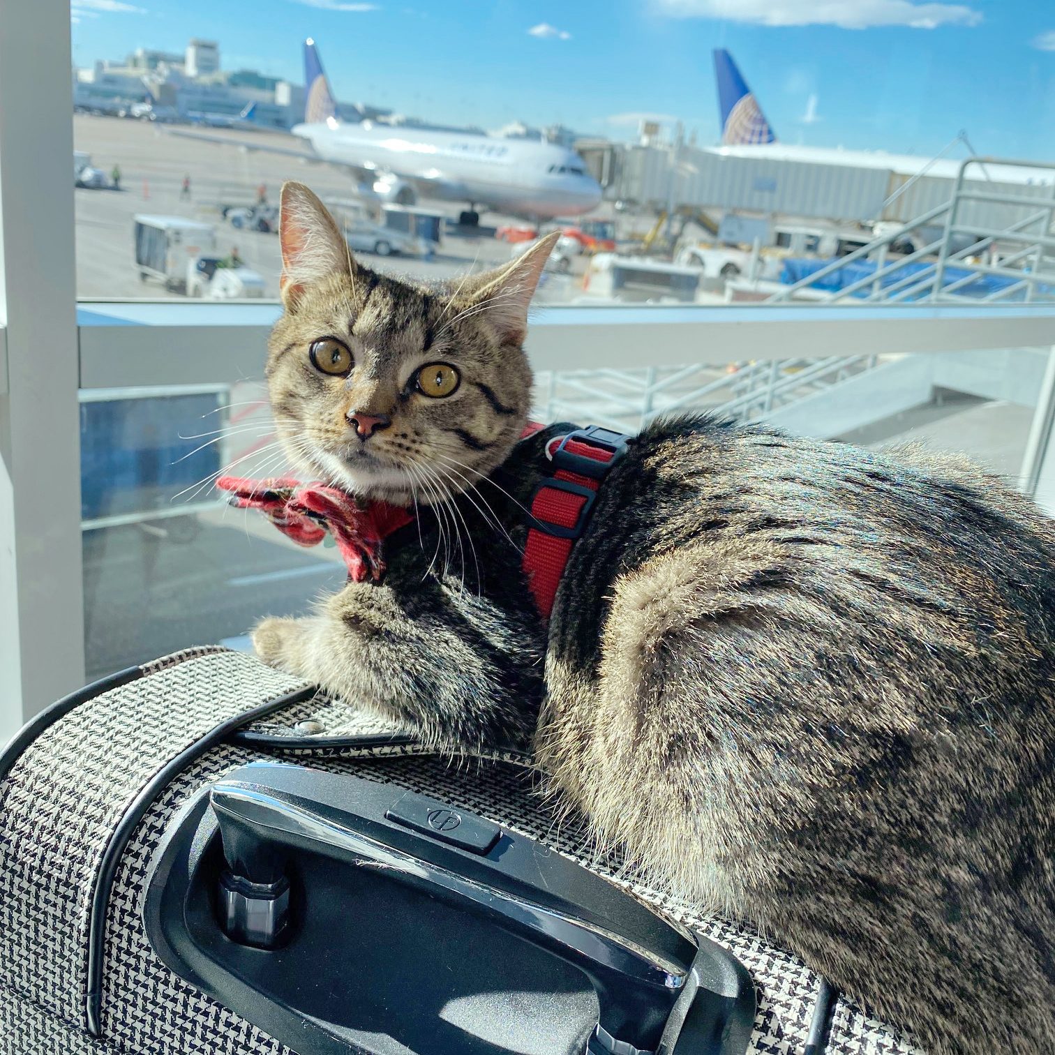 How to Fly with a Cat: 19 Tips from Animal and Travel Experts