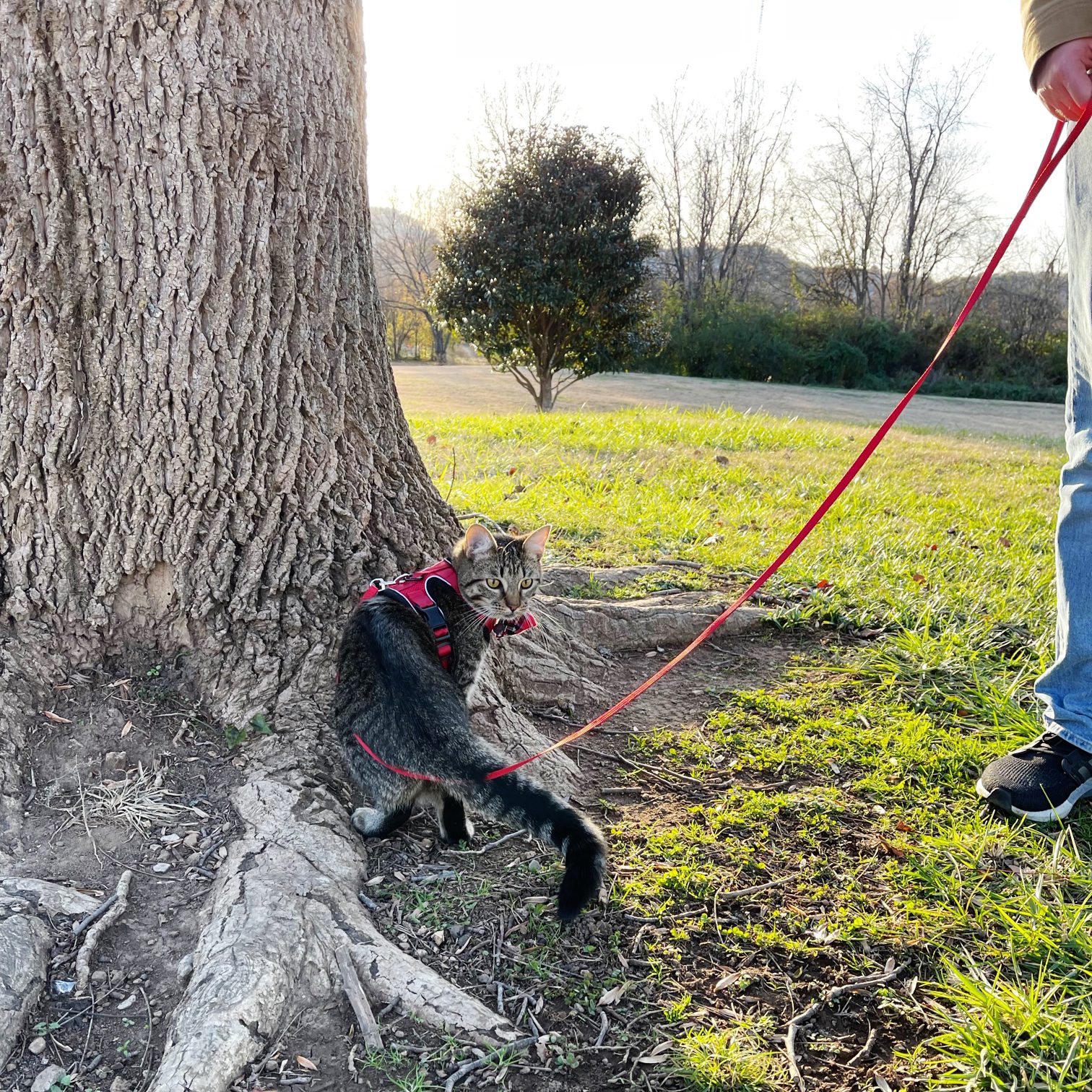 taking the cat out to pee