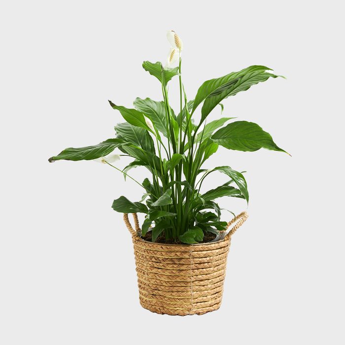 Lively Root Peace Lily