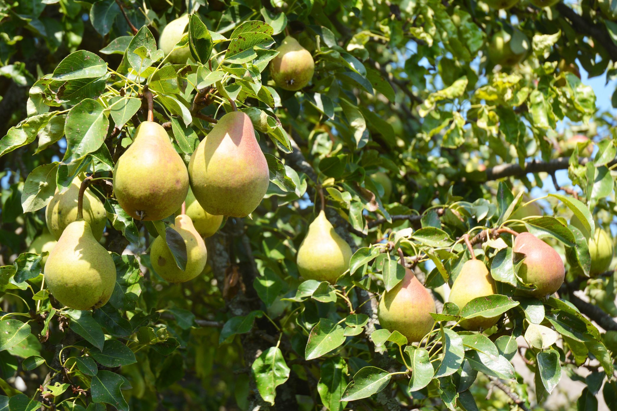 Pears growing on a tree