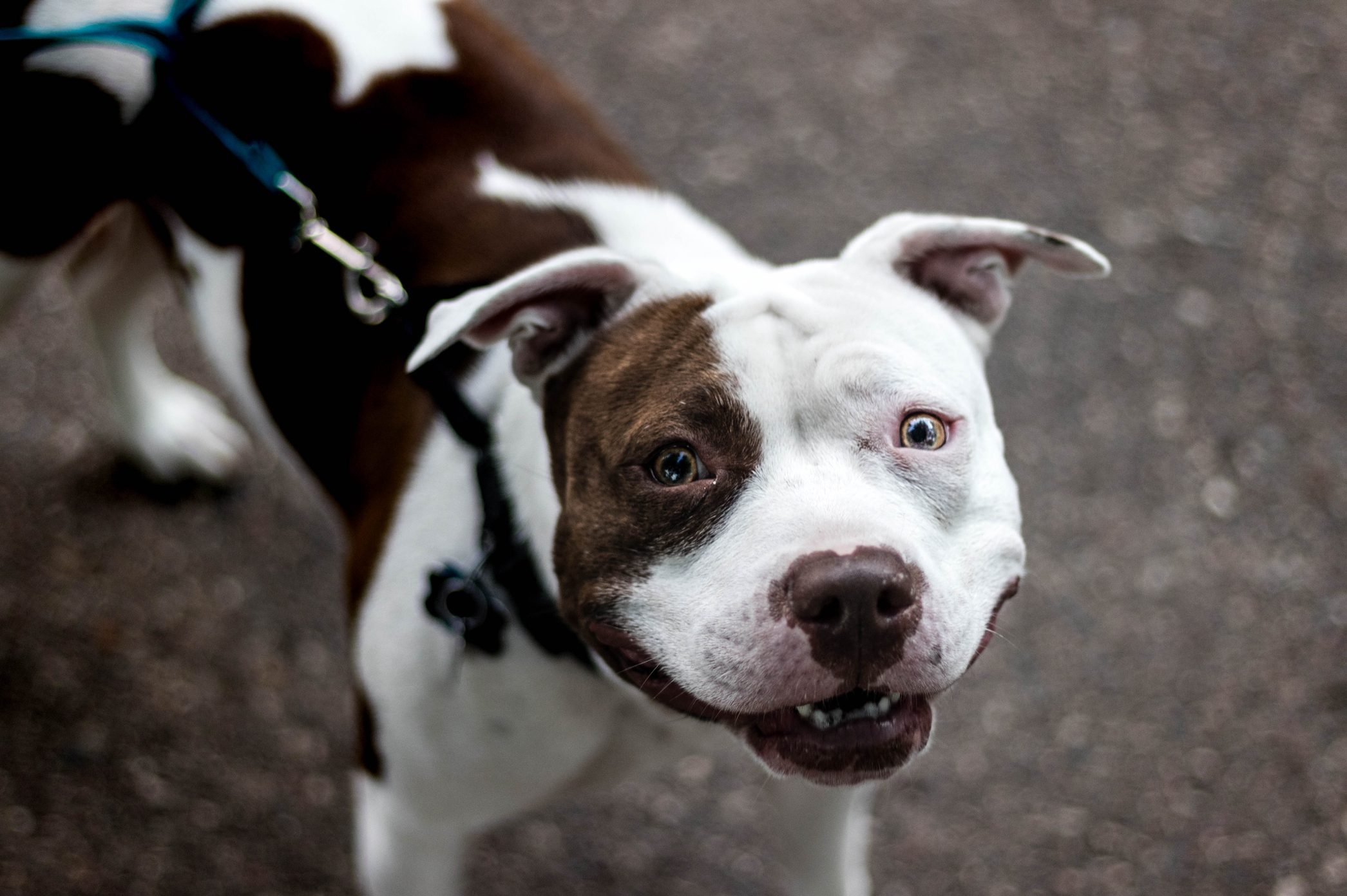 pitbull Smile