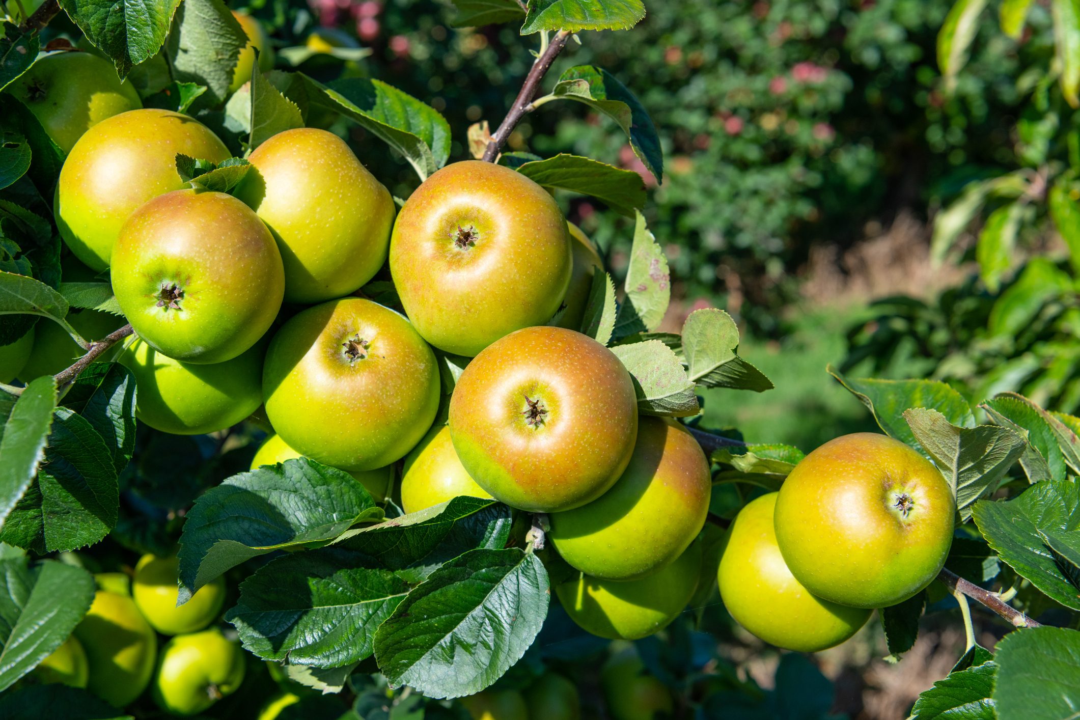 green apples growing in a bunch on a tree