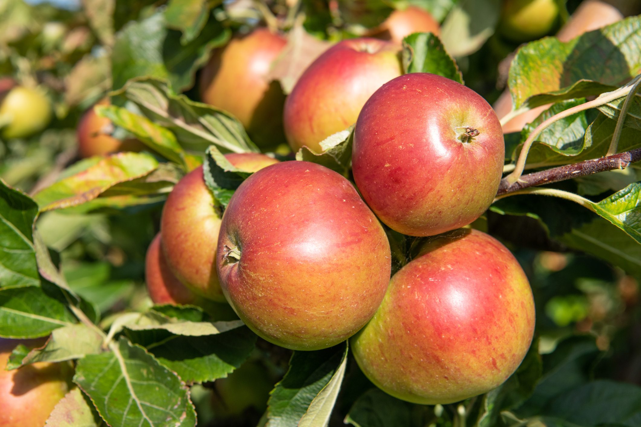 a bunch of red apples on a tree