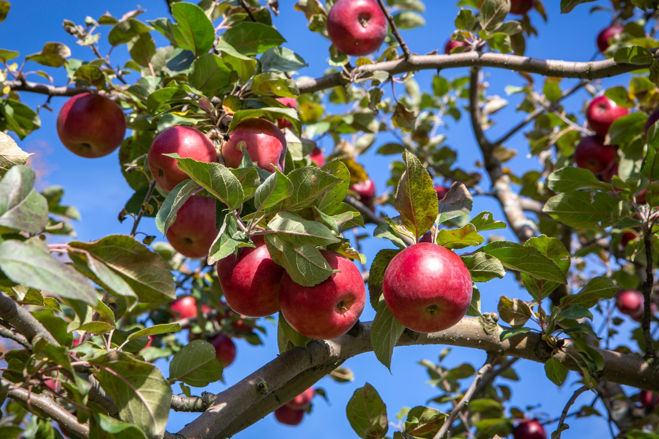 Apples at an orchard in Quechee, Vermont in the fall.