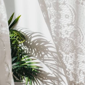 House plants and shadows behind lace curtain