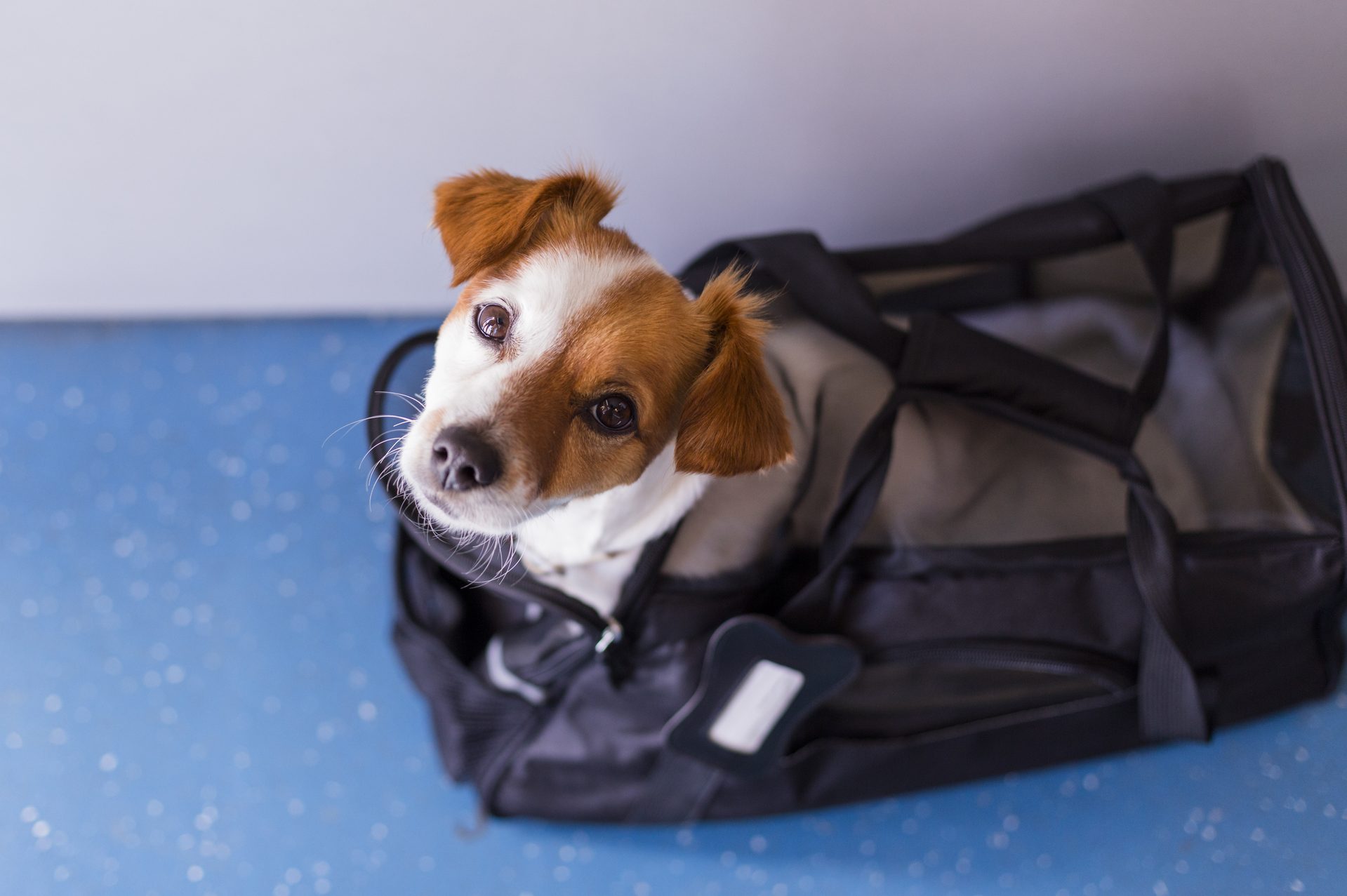 Flying with Dogs: 26 Things to Know Before Taking Your Pup on a Plane