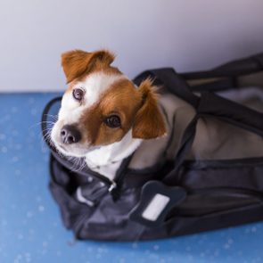 cute small dog popping his head out of the pet carrier at the airport