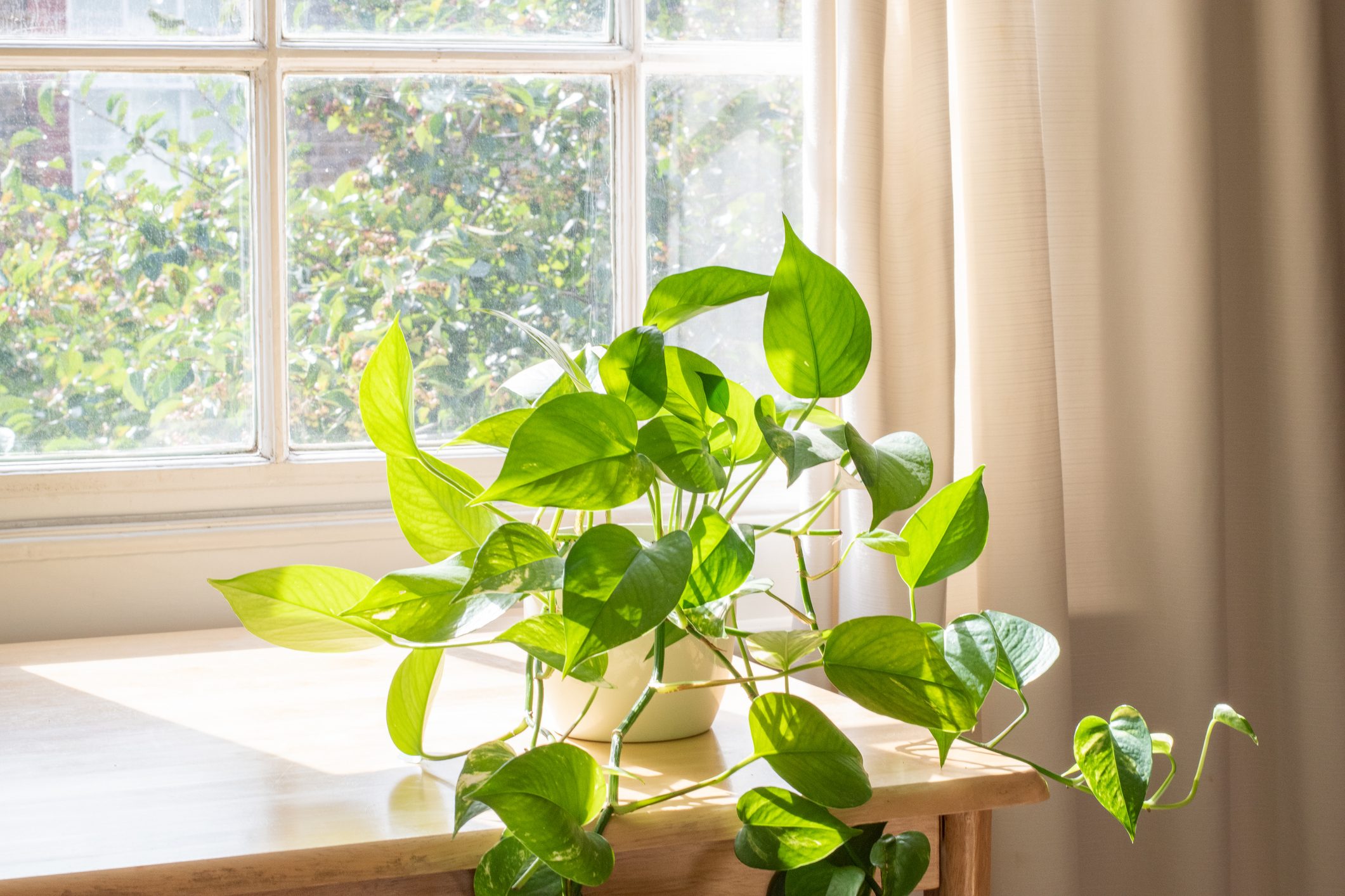 Potted Devils Ivy plant inside a beautiful new flat or apartment.