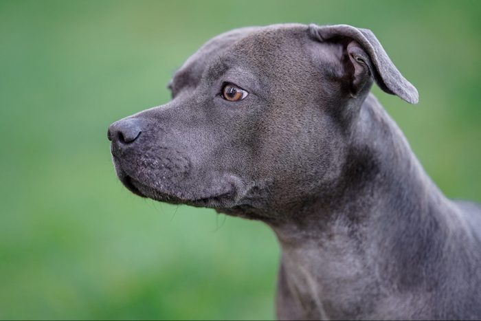 Close-up of black pit bull terrier