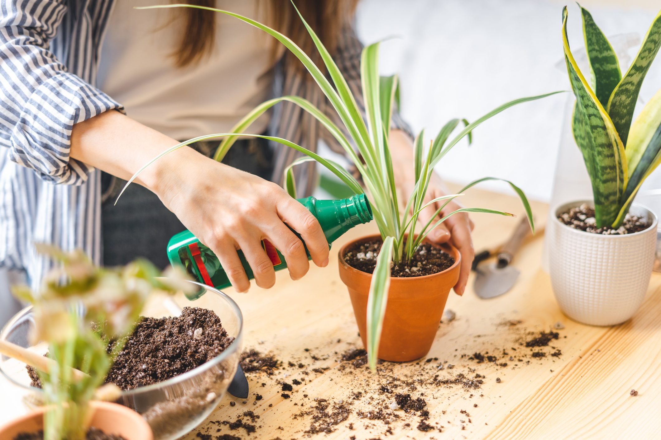 Woman Gardeners Fertilizer House Plant In Ceramic Pots On The Wooden Table