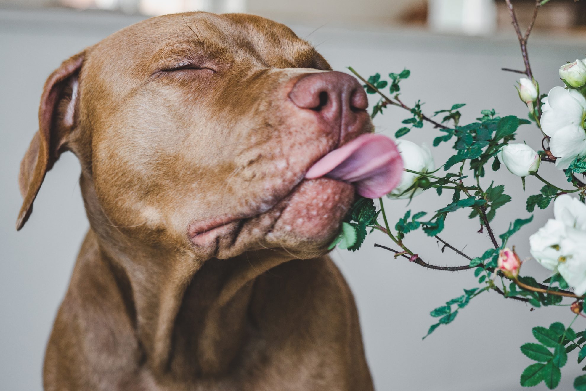 Lovable, pretty puppy of chocolate color. Close-up