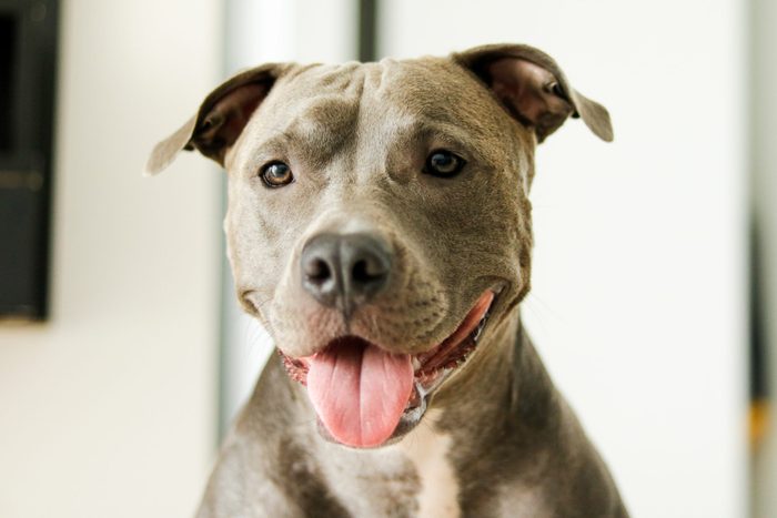 Close up of a puppy Pit Bull dog at home. Selective focus